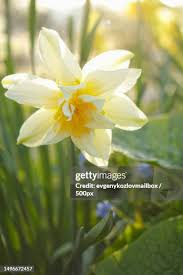 Attēlu rezultāti vaicājumam “Narcissus bud”