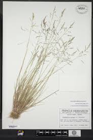 Attēlu rezultāti vaicājumam “Puccinellia distans”