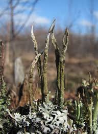 Attēlu rezultāti vaicājumam “Cladonia cornuta”