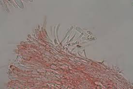 Attēlu rezultāti vaicājumam “Hyaloscypha hyalina”