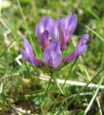 Attēlu rezultāti vaicājumam “Astragalus danicus flower”