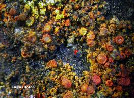 Attēlu rezultāti vaicājumam “Lecanora conizaeoides”