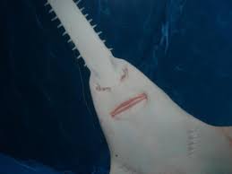 Image result for Pristis pectinata