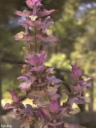 Image result for Salvia sclarea