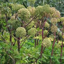 Image result for Angelica archangelica