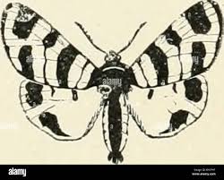 Attēlu rezultāti vaicājumam “Setina irrorella”