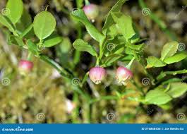 Attēlu rezultāti vaicājumam “Vaccinium myrtillus flower”