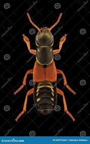 Attēlu rezultāti vaicājumam “Staphylinus erythropterus”