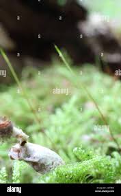 Attēlu rezultāti vaicājumam “Cordyceps farinosa”