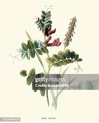 Attēlu rezultāti vaicājumam “Vicia sepium flower”