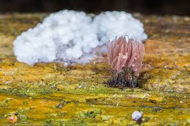 Attēlu rezultāti vaicājumam “Stemonitis axifera”