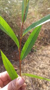 Attēlu rezultāti vaicājumam “Salix triandra leaf”