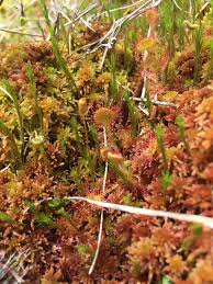 Attēlu rezultāti vaicājumam “Drosera rotundifolia”