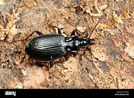 Attēlu rezultāti vaicājumam “Limodromus assimilis”