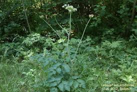 Attēlu rezultāti vaicājumam “Laserpitium latifolium”
