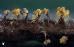 Attēlu rezultāti vaicājumam “Trichia contorta”