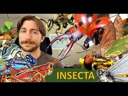 Attēlu rezultāti vaicājumam “Insecta”
