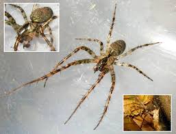 Attēlu rezultāti vaicājumam “Metellina merianae”