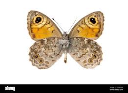 Attēlu rezultāti vaicājumam “Lasiommata maera upperside”