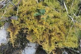 Attēlu rezultāti vaicājumam “Thuidium assimile”