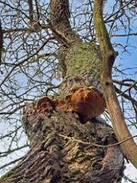 Attēlu rezultāti vaicājumam “Phellinus robustus”