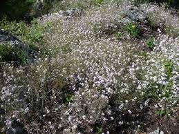Attēlu rezultāti vaicājumam “Cardaminopsis arenosa bud”