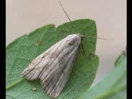 Attēlu rezultāti vaicājumam “Hypenodes humidalis”