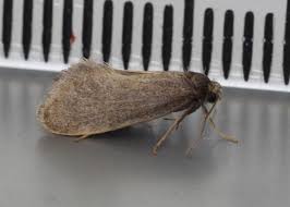 Attēlu rezultāti vaicājumam “Taleporia tubulosa”