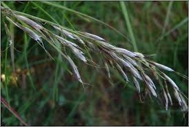 Attēlu rezultāti vaicājumam “Helictotrichon pubescens”