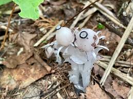 Image result for ギンリョウソウ