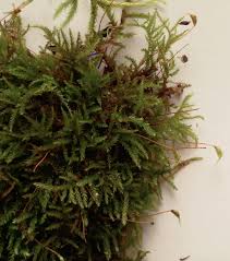 Attēlu rezultāti vaicājumam “Eurhynchiastrum pulchellum”