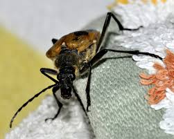 Attēlu rezultāti vaicājumam “Pachyta quadrimaculata”