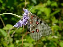 Attēlu rezultāti vaicājumam “Euphydrias aurinia underside”