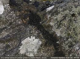 Attēlu rezultāti vaicājumam “Collema flaccidum”