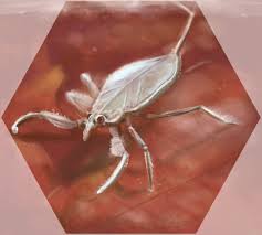 Attēlu rezultāti vaicājumam “Nepa cinerea”