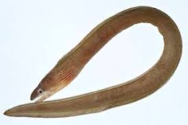 Image result for Gymnothorax vicinus