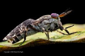 Attēlu rezultāti vaicājumam “Haematopota sp.”