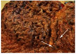 Image result for Mesoplodon bidens