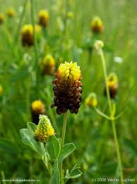 Attēlu rezultāti vaicājumam “Trifolium spadiceum flower”