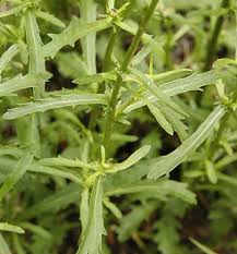Attēlu rezultāti vaicājumam “Leucanthemum vulgare leaf”