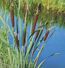 Image result for Rohrkolben