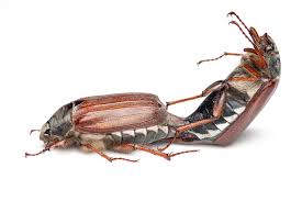 Attēlu rezultāti vaicājumam “Melolontha melolontha”