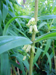 Attēlu rezultāti vaicājumam “Polygonatum verticillatum bud”