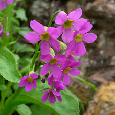 Attēlu rezultāti vaicājumam “Primulaceae”