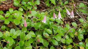 Attēlu rezultāti vaicājumam “Linnaea borealis leaf”