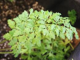 Attēlu rezultāti vaicājumam “Daucus carota subsp. carota leaf”