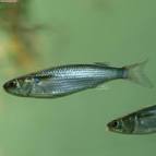Flathead mullet Mugil cephalus (Linnaeus, 1758) - via Daymix