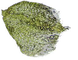 Attēlu rezultāti vaicājumam “Acaulon muticum”