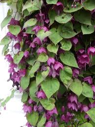 Image result for Rhodochiton atrosanguineum