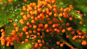 Attēlu rezultāti vaicājumam “Cribraria rubiginosa spores”